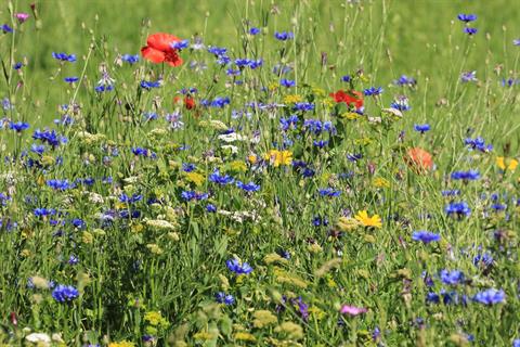 Artenreiche Wildblumenwiese